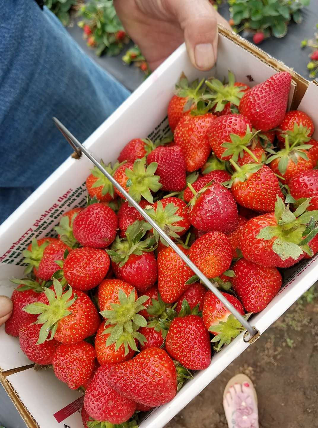 Freeze Dried Sliced Strawberries