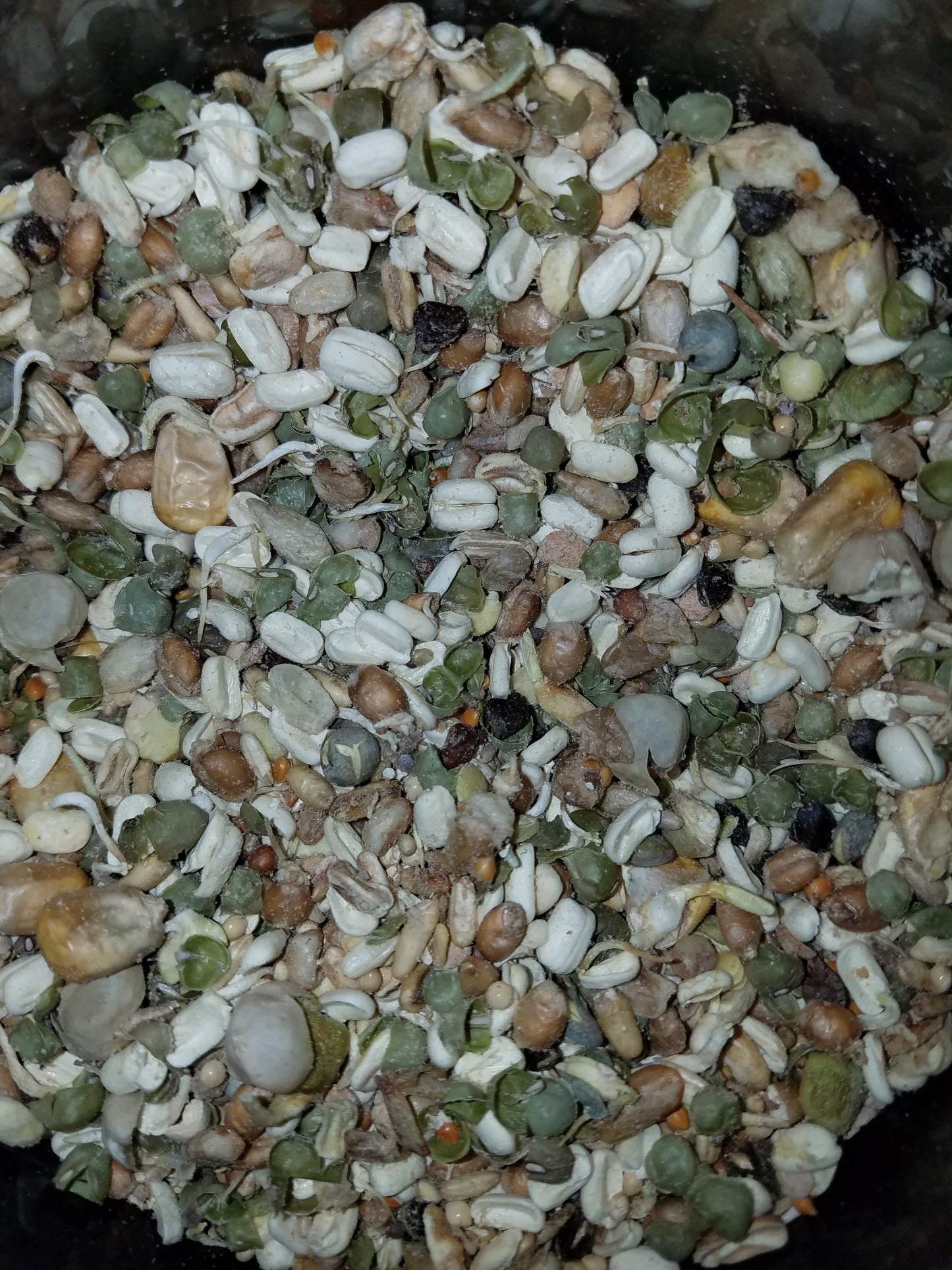 Freeze Dried Sprouts