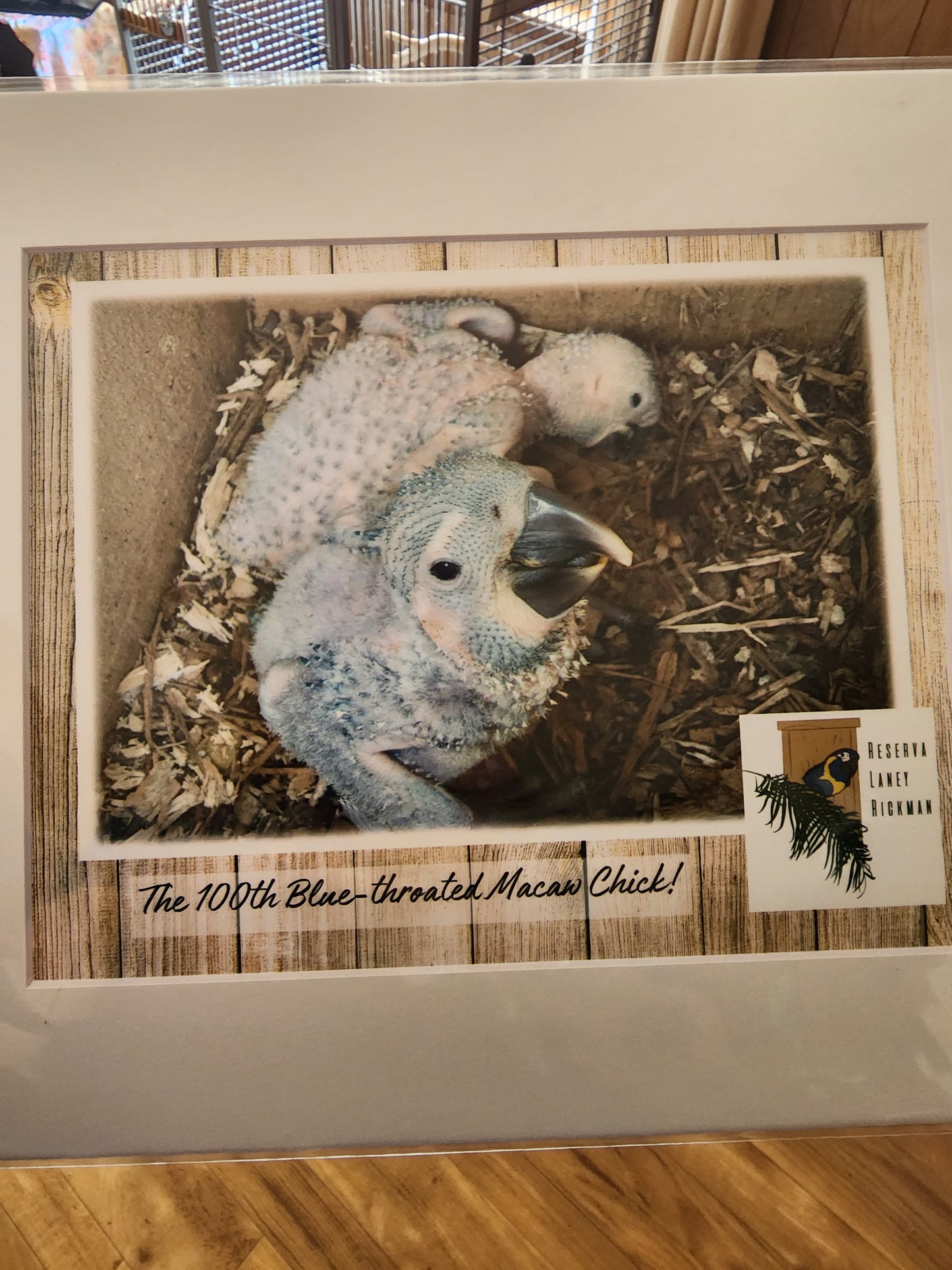 100th Blue Throat Chick Print
