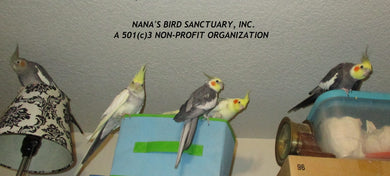 Nana's Bird Sanctuary
