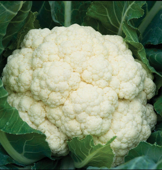 Freeze Dried Cauliflower