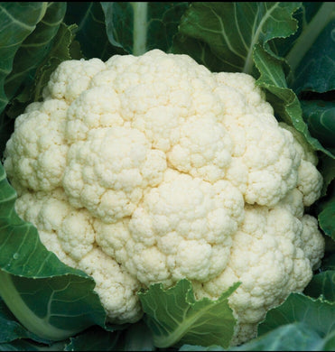 Freeze Dried Cauliflower