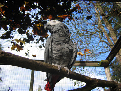 Avian Retreat Parrot Sanctuary