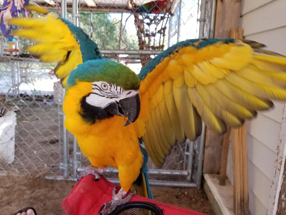 Majestic Wings Rescue