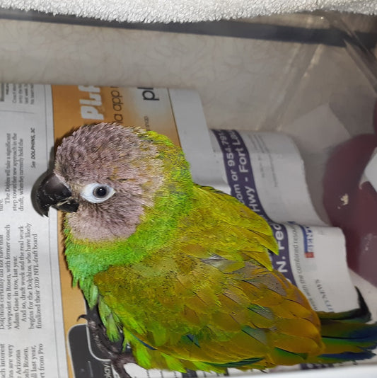 Rickie's Parrot Rescue and Sanctuary of South Florida